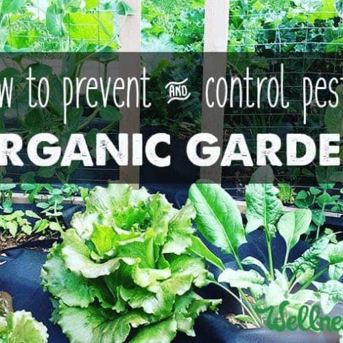 Organic Pest Control for Gardens (Natural Options)